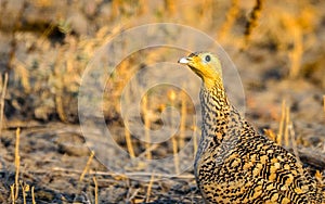 Sandgrouse