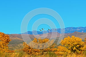 Sandhil Cranes at Bosque del Apache