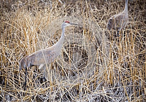 Sandhill Crane