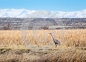 Sandhill Crane