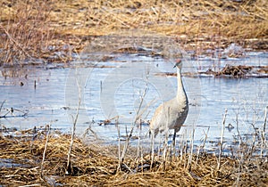 Sandhill Crane