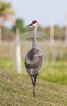 Sandhill Crane