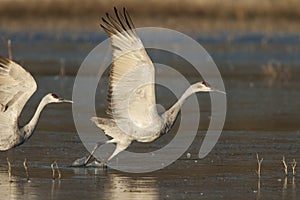 Sandhill Crane photo