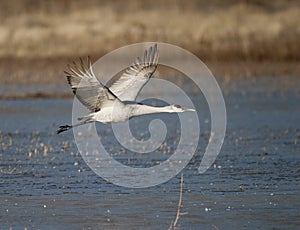 Sandhill Crane