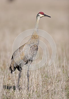 Sandhill Crane