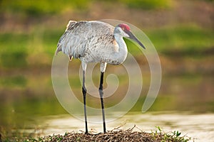 Sandhill Crane photo