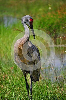 Sandhill Crane