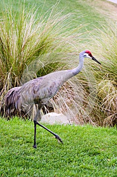 Sandhill crane photo