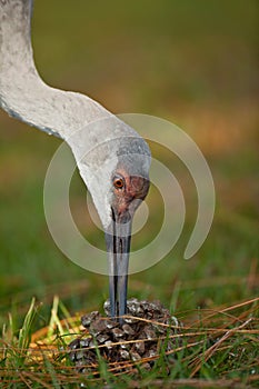 Sandhill crane