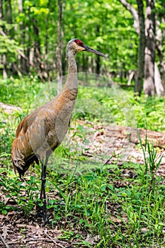 Sandhill Crane