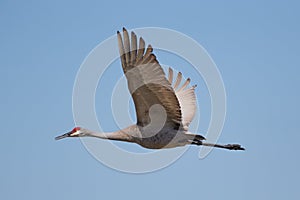 Sandhill Crane