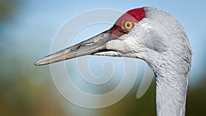 Sandhill Crane