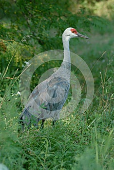 Sandhill Crane