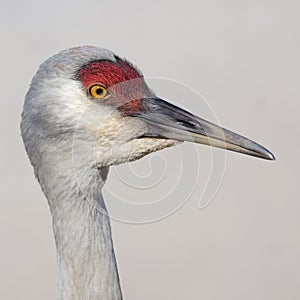 Sandhill Crane