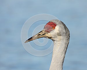 Sandhill crane