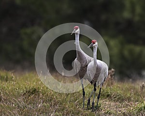 Sandhill Crane