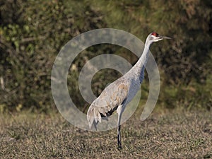 Sandhill Crane