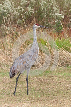 Sandhill Crane