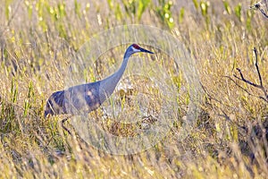 Sandhill Crane Amongst Tall Grass