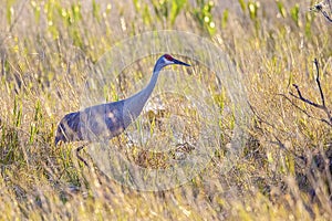 Sandhill Crane Amongst Tall Grass photo