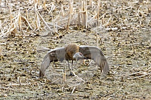 The sandhill crane Antigone canadensis,