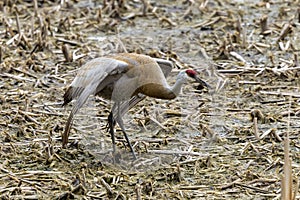 The sandhill crane Antigone canadensis,