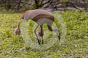 The sandhill crane (Antigone canadensis)