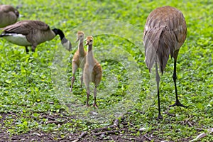 The sandhill crane (Antigone canadensis)