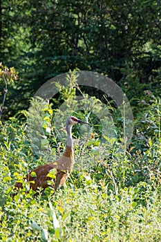 Sandhill crane (Antigone canadensis) walking in high wild grass and low bush at Mackenzie river, Northwest territories ( NWT) Cana