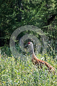 Sandhill crane (Antigone canadensis) walking in high wild grass and low bush at Mackenzie river, Northwest territories ( NWT) Cana