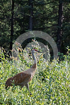 Sandhill crane (Antigone canadensis) walking in high wild grass and low bush at Mackenzie river, Northwest territories ( NWT) Cana