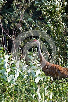 Sandhill crane (Antigone canadensis) walking in high wild grass and low bush at Mackenzie river, Northwest territories ( NWT) Cana