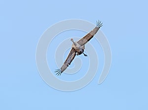 Sandhill Crane Approaching For a Landing