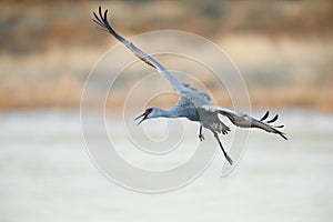 Sandhill Crane approaching for a landing - New Mexico