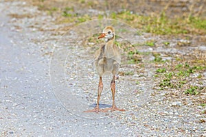 Sandhill Crane Baby On A Gravel Road