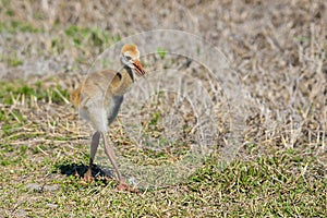 Sandhill Crane Baby Walking On Grass