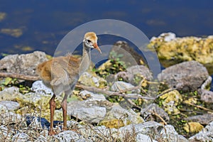 Sandhill Crane Baby At The Water`s Edge