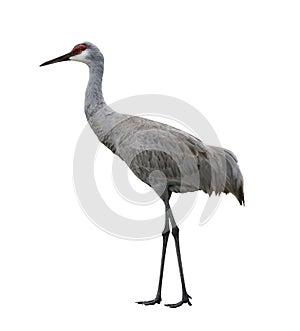 Sandhill Crane Bird