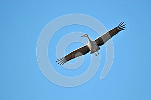 Sandhill Crane bird in flight