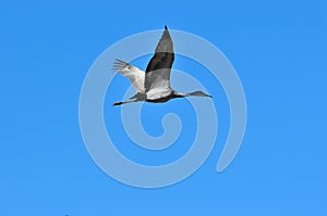 Sandhill Crane bird in flight photo