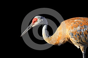 Sandhill crane bird isolated on black background