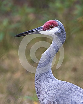 Sandhill crane bird Stock Photos.   Sandhill crane bird head close-up profile view  with bokehbackground