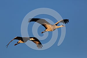 Sandhill Crane Bosque del Apache Wildlife Reserve ,New Mexico