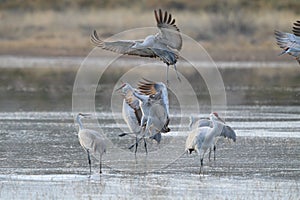 Sandhill Crane Bosque del Apache Wildlife Reserve New Mexico USA photo