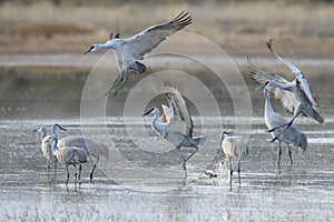 Sandhill Crane Bosque del Apache Wildlife Reserve New Mexico USA photo