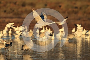 Sandhill Crane Bosque del Apache Wildlife Reserve New Mexico USA photo