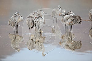 Sandhill Crane Bosque del Apache Wildlife Reserve ,New Mexico photo