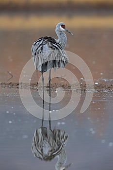 Sandhill Crane Bosque del Apache Wildlife Reserve ,New Mexico photo