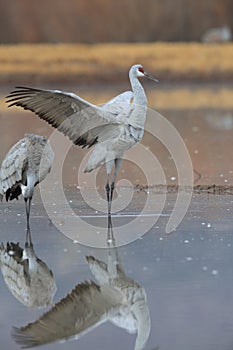 Sandhill Crane Bosque del Apache Wildlife Reserve ,New Mexico photo