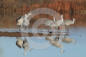 Sandhill Crane Bosque del Apache Wildlife Reserve ,New Mexico photo